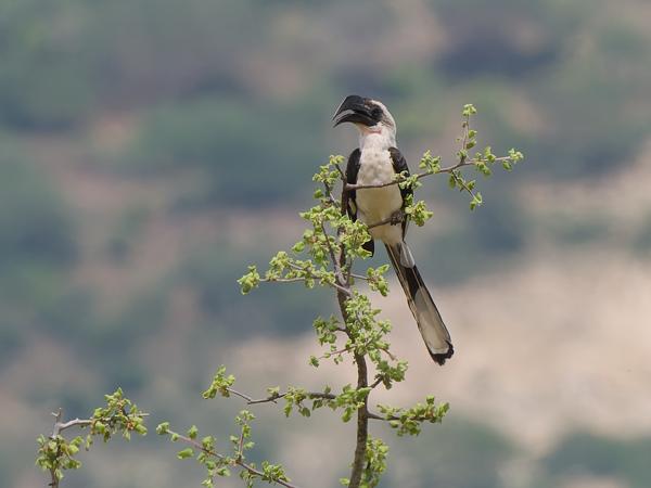 <h3><a href="/trips/tanzania/biota/animalia/chordata/aves/038 bucerotiformes/003 bucerotidae/tockus deckeni/tockus deckeni-nl.html">Tockus&nbsp;deckeni</a> / Von&nbsp;der&nbsp;decken's&nbsp;hornbill / Von&nbsp;der&nbsp;deckens&nbsp;tok</h3>OM-1 Mark II met OLYMPUS M.150-400mm F4.5 TC, 1/2500 sec  bij F11.0, ISO 2000, afstand 71.1&nbsp;m